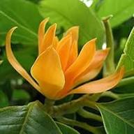 Yellow Champaca Flower Seeds – Heirloom, Non-GMO, High Germination Organic Garden Seeds