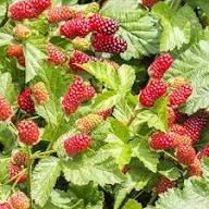 Loganberry Seeds for Planting – Heirloom Non-GMO High Germination Organic Garden Seeds