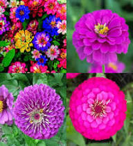 Zinnia Flower Seeds Mixed – Heirloom, Non-GMO, High Germination Organic Garden Seeds for Planting