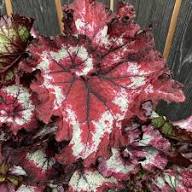 Pink Begonia Rex Flowers Seeds Heirloom Non-GMO High Germination Organic Garden Seeds for Planting