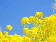 Rapeseed Flower Seeds Heirloom Non-GMO High Germination Organic Garden Seeds for Planting