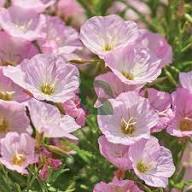 Light Pink Primrose Flower Seeds for Planting – Heirloom Non-GMO High Germination Organic Garden Seeds