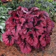 Pink Begonia Rex Blumensamen – Heirloom, gentechnikfrei, keimfreudige Bio-Gartensamen zum Pflanzen