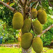 Vietnam Super Early Jackfruit Seeds for Planting Heirloom Non-GMO High Germination Organic Garden Seeds