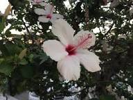 Pink White Hibiscus Flower Seeds Heirloom Non-GMO High Germination Organic Garden Seeds for Planting