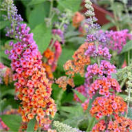 Violet Buddleja Flower Seeds – Heirloom Non-GMO High Germination Organic Garden Seeds