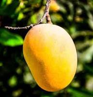 Yellow Mango Tree Seeds for Planting – Sweet, Tropical Mangoes, Heirloom &amp; Non-GMO, High Germination Seeds Organic Garden Seeds
