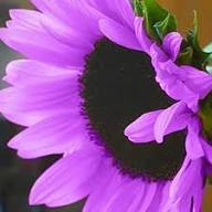 Purple Sunflower Flower Seeds Heirloom Non-GMO High Germination Organic Garden Seeds