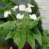 White Aethiopica Flower Seeds Heirloom Non-GMO High Germination Organic Garden Seeds