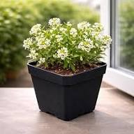White Erysimum Flower Seeds Heirloom Non-GMO High Germination Organic Garden Seeds for Planting