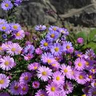 Violet Erigeron Flower Seeds Heirloom Non-GMO High Germination Organic Garden Seeds