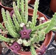 Semillas de Flores de Stapelia Roja Herencia No-GMO Alta Germinación Semillas Orgánicas de Jardín para Sembrar