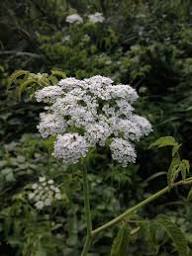 White Cicuta Maculata Flower Seeds – Heirloom, Non-GMO, High Germination Organic Garden Seeds for Planting