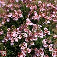 Pink Diascia Flowers Seeds for Planting – Heirloom Non-GMO High Germination Organic Garden Seeds