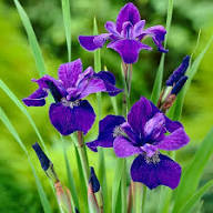 Semillas de flores de crisógrafos violetas – Semillas orgánicas de jardín, reliquia, sin OMG y de alta germinación