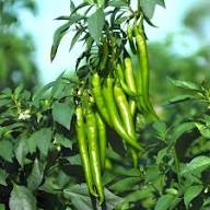 Green Chilli Seeds – Heirloom Non-GMO High Germination Organic Garden Seeds