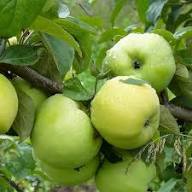 Antonovka Apple Tree Seeds for Planting – Hardy &amp; Delicious Homegrown Apples, Heirloom &amp; Non-GMO, High Germination Seeds Organic Garden Seeds