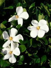 White Yellow Gardenia Flower Seeds Heirloom Non-GMO High Germination Organic Garden Seeds for Planting