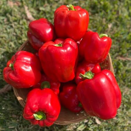 Semillas de Pimiento Verde – Cimarrón, No-Transgénico, Alta Germinación, Siembra de Semillas Orgánicas para Jardín