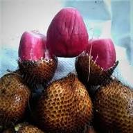 Red Salak Seeds – Heirloom, Non-GMO, High Germination Organic Garden Seeds