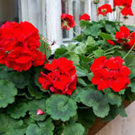 Red Bonsai Geranium Flowers Seeds – Heirloom, Non-GMO, High Germination Organic Garden Seeds for Planting