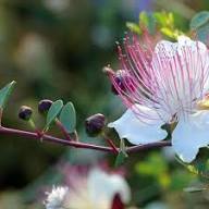 Semillas de flores de alcaparra moradas y blancas, reliquia, sin OMG, alta germinación, semillas orgánicas para plantar