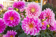 Pink Perennial Flower Seeds – Heirloom, Non-GMO, High Germination Organic Garden Seeds for Planting Seeds for Planting