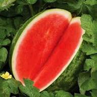 Seedless Watermelon Fruit Seeds for Planting – Heirloom Non-GMO High Germination Organic Garden Seeds