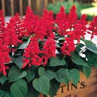 Salvia Flower Seeds Red – Heirloom Non-GMO High Germination Organic Garden Seeds