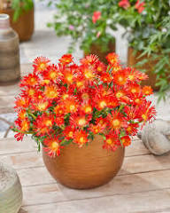 Rote Achillea Ballerina Blumensamen – Alte Sorte, gentechnikfrei, keimstarke Bio-Gartensamen zum Pflanzen