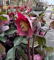 Lenten Rose Flower Seeds for Planting – Heirloom Non-GMO High Germination Organic Garden Seeds