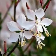 Gaura Flower Seeds White Heirloom Non-GMO High Germination Organic Garden Seeds for Planting