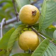 Guava Seeds Yellow Heirloom Non-GMO High Germination Organic Garden Seeds for Planting