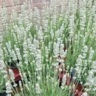 White Lavender Flower Seeds for Planting – Heirloom Non-GMO High Germination Organic Garden Seeds