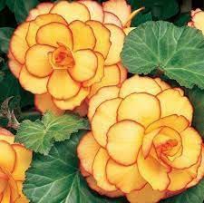Semillas de Flor de Begonia Naranja Amarilla – Orgánicas, Heirloom, No Transgénicas, Alta Germinación