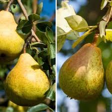 Green Pear Fruit Seeds for Planting – Heirloom Non-GMO High Germination Organic Garden Seeds