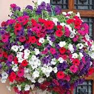 Mixed Petunia Flower Seeds Heirloom Non-GMO High Germination Organic Garden Seeds