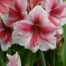 Pink Amaryllis Hippeastrum Flower Seeds for Planting – Heirloom, Non-GMO, High Germination Organic Garden Seeds