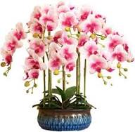 Pink White Orchid Flower Seeds – Heirloom Non-GMO High Germination Organic Garden Seeds