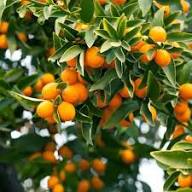Citrus Calamondin Seeds Heirloom Non-GMO High Germination Organic Garden Seeds for Planting