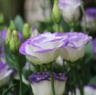 Purple White Lisianthus Red Flower Seeds for Planting Heirloom Non-GMO High Germination Organic Garden Seeds