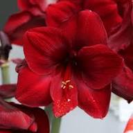 Red Hippeastrum Flower Seeds – Heirloom, Non-GMO, High Germination Organic Garden Seeds