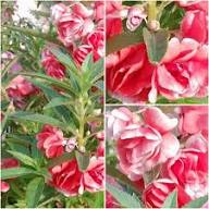 Pink White Balsam Flower Seeds Heirloom Non-GMO High Germination Organic Garden Seeds for Planting