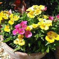 Nemesia Flower Seeds – Heirloom, Non-GMO, High Germination Organic Garden Seeds