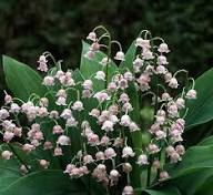 Lily of the Valley Flower Seeds Pink – Seeds for Planting, Heirloom, Non-GMO, High Germination Organic Garden Seeds