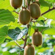 Green Kiwi Berry Seeds for Planting – Heirloom Non-GMO High Germination Organic Garden Seeds