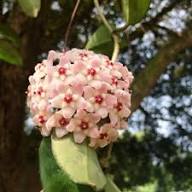 Mixed Hoya Carnosa Flower Seeds – Heirloom, Non-GMO, High Germination Seeds