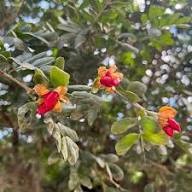 Rote Lignum Vitae Samen – Alte Sorte, gentechnikfrei, hohe Keimfähigkeit, Bio-Gartensamen zum Pflanzen