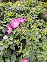 Rosa Kleinblütiges Weidenröschen Blumensamen – Alte Sorte, gentechnikfrei, keimstark, Bio-Gartensamen zum Pflanzen