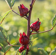 Dunkelrote Rosella Blumensamen zum Pflanzen – Alte Sorte gentechnikfrei Samen mit hoher Keimfähigkeit